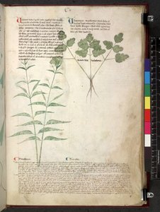 Egerton 747 Tractatus de herbis (Herbal) c.1280-1310