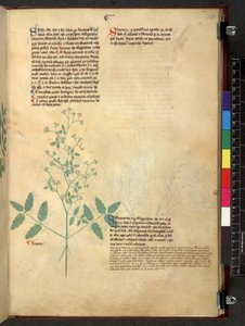 Egerton 747 Tractatus de herbis (Herbal) c.1280-1310