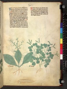 Tractatus de herbis (Kräuterbuch) um 1280-1310 von School Italian