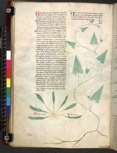 Tractatus de herbis (Kräuterbuch) um 1280-1310