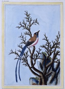 Vogel - Japanischer Druck