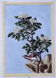 Vogel - Japanischer Druck