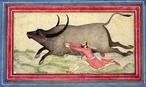 Flüchtender Büffel, Johnson Album XIV, Nr.11, verso, um 1700 von School Mughal
