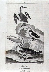 Haubentaucher, Culterneb und Pelikan aus 