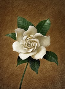 Gardenie von Scott McKowen