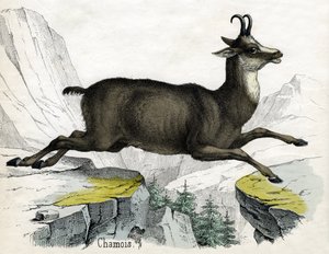 Antiker Druck eines Gämse von Scottish School