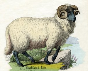 Antiker Druck eines Norfolk Horn Widders von Scottish School
