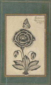 Blume und ein Schmetterling
