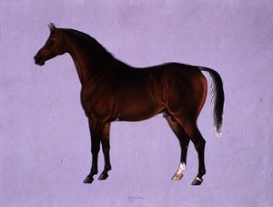 Oppidan, ca. 1840 von Shaik Muhammad Amir of Karraya