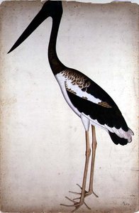 Schwarzhalstorch, Xenorhynchus Asiaticus, gemalt für Lady Impey in Kalkutta, ca. 1780 von Shaikh Zain ud Din (fl.1777 83)