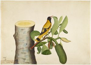 Schwarzhaubenpirol und Insekt auf Jackfruchtstumpf, Folio aus einer Serie, in Auftrag gegeben von Lady Impey, 1778 von Shaikh Zain ud Din