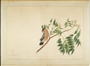 Brahminenstar auf Neembaumzweig, Folio aus einer Serie, die von Lady Impey in Auftrag gegeben wurde, 1780 von Shaikh Zain ud Din