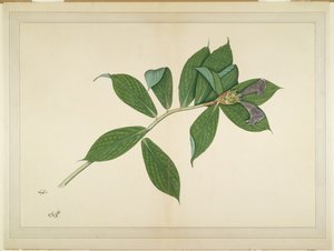 Krepp-Ingwer-Pflanze, Folio aus einer Serie, die von Lady Impey in Auftrag gegeben wurde, ca. 1780 von Shaikh Zain ud Din