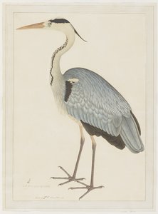 Graureiher, Folio aus einer Serie, in Auftrag gegeben von Lady Impey, um 1780-82