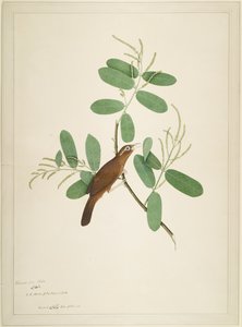 Hwamei auf Terminalia-Zweig, Folio aus einer Serie, die von Lady Impey in Auftrag gegeben wurde, 1780 von Shaikh Zain ud Din
