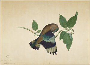 Indischer Roller auf Sandelholzast, Folio aus einer Serie, die von Lady Impey in Auftrag gegeben wurde, 1779