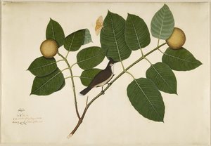 Rotwangenbülbül und Aganais-Ficus-Motte auf Kadamba-Zweig, Folio aus einer Serie, in Auftrag gegeben von Lady Impey, 1777 von Shaikh Zain ud Din
