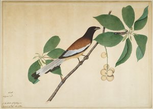 Rotschwanzelster und Raupe auf einem Ast, Folio aus einer Serie, in Auftrag gegeben von Lady Impey, 1777 von Shaikh Zain ud Din