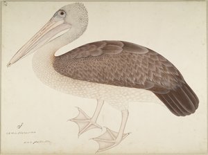 Fleckschnabelpelikan, Folio aus einer Serie, in Auftrag gegeben von Lady Impey, um 1780-82 von Shaikh Zain ud Din