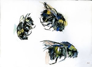 Bienenstudien, 2024