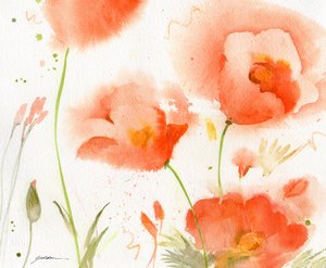 Sanfte Korallenmohnblumen von Sheila Golden