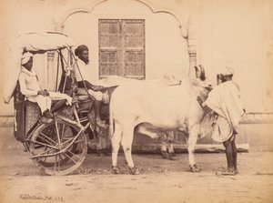 Ochsenkarren, Delhi