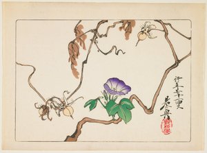 Weinrebe und Samen der Prunkwinde von Shibata Zeshin