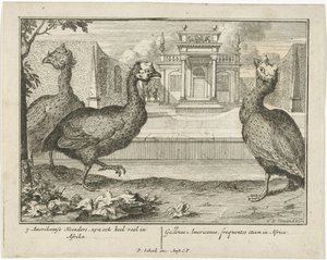 Parelhoenders, 3 amerikanische Hoenders, sind auch sehr häufig in Afrika von Sieuwert van der Meulen