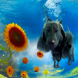 Underwaterdog: Ein Tauchgang ins Unerwartete von Silvia Martini