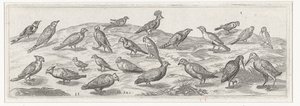 Landschaft mit verschiedenen Vogelarten
Vögel und Insekten (Serientitel) von Simon Frisius