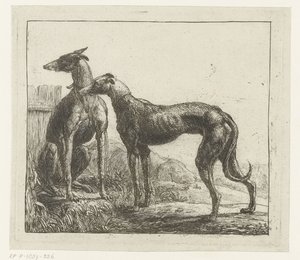 Zwei Windhunde