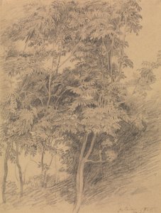Baumstudie