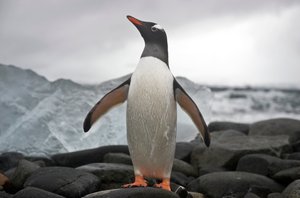 Porträt eines Eselspinguins, Pygoscelis papua. Antarktis, 2022 (Foto) von Sisse Brimberg