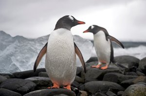 Zwei Eselspinguine, Pygoscelis papua, an einer felsigen Küste. Antarktis, 2022 (Foto)