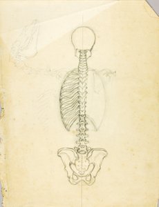Anatomiestudie von Solon H. Borglum