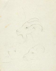Ziegen von Solon H. Borglum