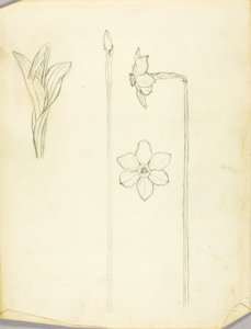 Pflanzenstudie von Solon H. Borglum