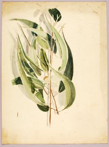 Pflanzenstudie von Solon H. Borglum