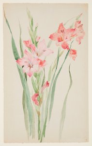 Studie von Amaryllis