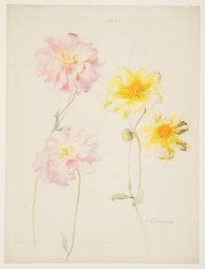 Studie von Dahlien