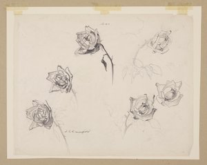 Studie von Rosen von Sophia L. Crownfield
