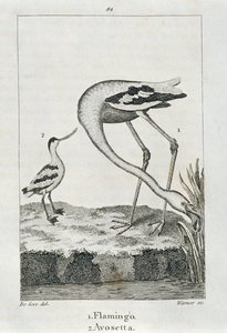 Flamingo und Avosetta, aus 