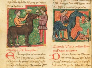 Ms 214 fol.26v Heilung von Glossitis bei einem Pferd, aus Libro de Menescalcia y Albeyteria von Juan Alvarez, ca. 1390 von Spanish School