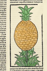Darstellung einer Ananas. Gravur aus dem Buch „Historia general de las Indias, islas y tierra firme del mar oceano“ von Gonzalo Fernandez de Oviedo (Gonzalo) oder Fernandez de, oder Hernandez de Oviedo y Valdes (1478-1557) von Spanish School