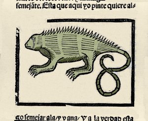 Darstellung einer Echse. Gravur aus dem Buch „Historia general de las Indias, islas y tierra firme del mar oceano“ von Gonzalo Fernandez de Oviedo (1478-1557) von Spanish School