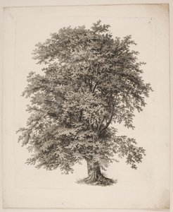 "Studien nach der Natur in Bezug auf Landschaftszeichnung von S.H. Petersen", Nr. 2
