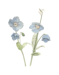 Himalaya-Blauer Mohn von Stacy Hsu