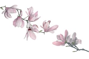 Magnolie