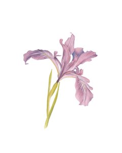 Porträt einer Iris von Stacy Hsu