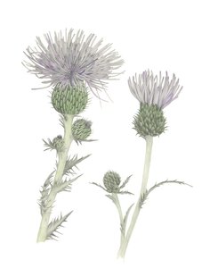 Distel von Stacy Hsu